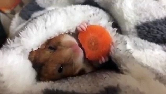 So cute guinea pig eatint his carrot