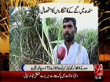 sindh government throw farmers into extreme cricsis,cane producers are in trouble,channel 24