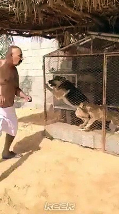 DOGI OR DONKEY KA DANCE