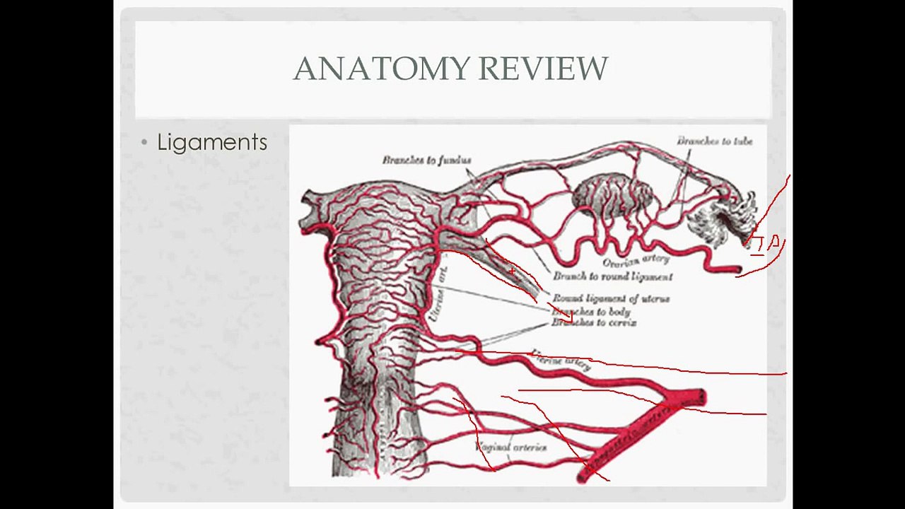 vaginal hysterectomy - description, indications, and questions