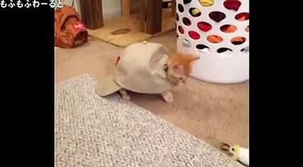 【猫まみれ！面白ネコ】無敵な猫 8連発！ Vine厳選 動物動画シリーズまとめ 【cat funny,かわいい猫,子猫 ネコ】22