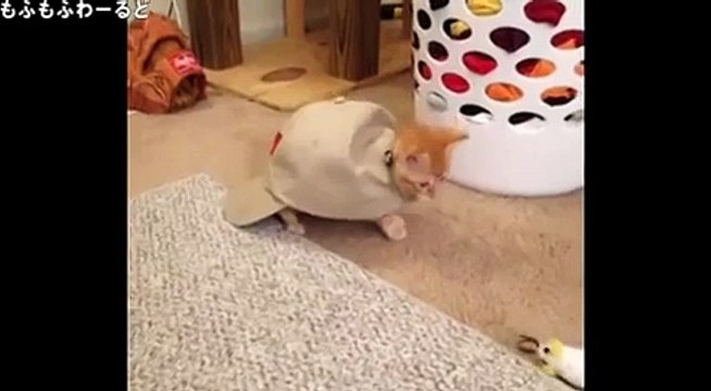 【猫まみれ！面白ネコ】無敵な猫 8連発！ Vine厳選 動物動画シリーズまとめ 【cat funny,かわいい猫,子猫 ネコ】22