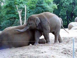 Cute baby elephant rides his mother