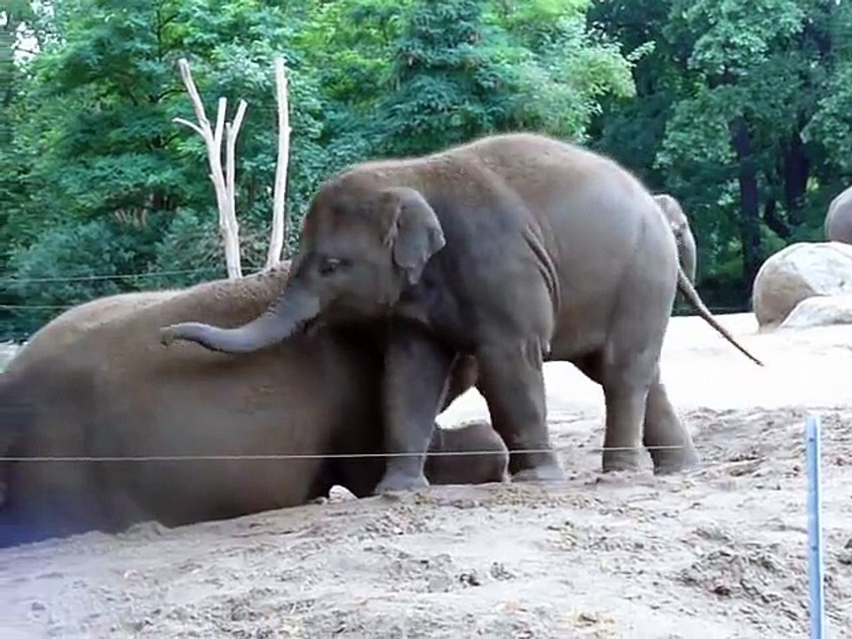 Cute baby elephant rides his mother