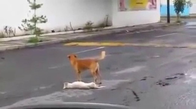 Этот пес заставит вас плакать до слез