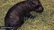 San Diego Zoo's Baby Pygmy Hippo Dies