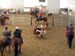 Morgan   Horse   Power