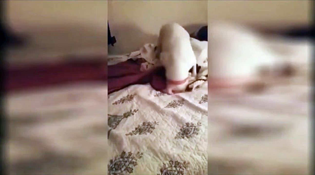 Ce toutou découvre ce qu'est la douceur d'un lit