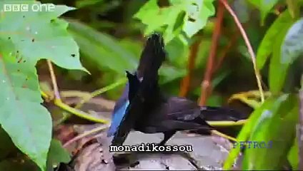---What a wonderful world   LOUIS ARMSTRONG With David Attenborough    BBC One