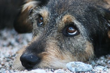 Вы смотрели бездомной собаке в глаза...