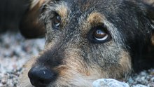 Вы смотрели бездомной собаке в глаза...