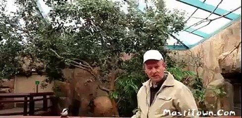 WhatsApp Trending Videos - Funny Completion Animal Fun