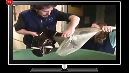 Dünyanın en büyük ıstakozu!!! Tam 16 kilo!!!