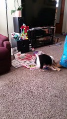 dog attacking paper towl roll
