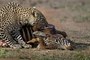Leopard attacking  and Zebra kills