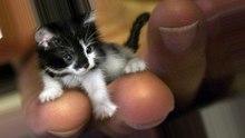 САМЫЕ МАЛЕНЬКИЕ ЖИВОТНЫЕ В МИРЕ