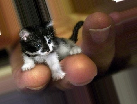 САМЫЕ МАЛЕНЬКИЕ ЖИВОТНЫЕ В МИРЕ