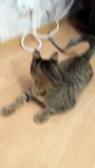 Александр Бон (shponks) on Periscope [2015-11-21 22-29] СОНЯ‼