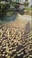5,000 ducklings rush to pond for first time swim