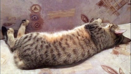 Александр Бон (shponks) on Periscope [2015-11-22 02-28] Соню укладываем спать‼️