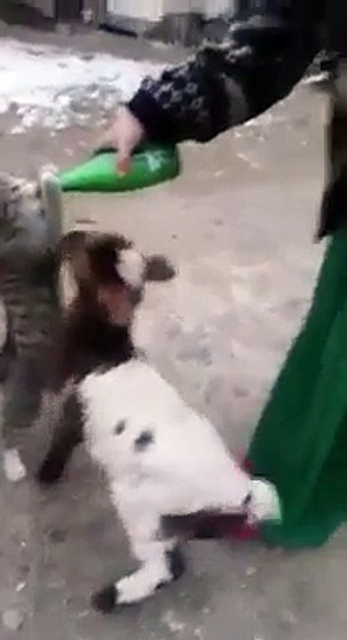 LOL WATCH THIS CAT