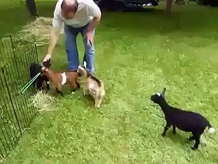 Some animals are born different-checkout Unique GOAT