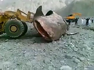 realy big fish