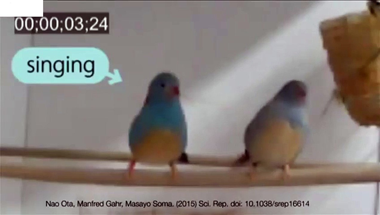 High-speed video captures songbird quick-step