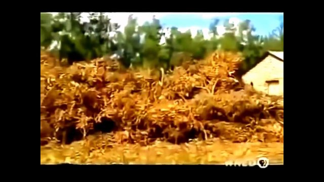 Snake Attacks Crocodile FULL Documentary Animal Planet 2015 National Geographic Animals