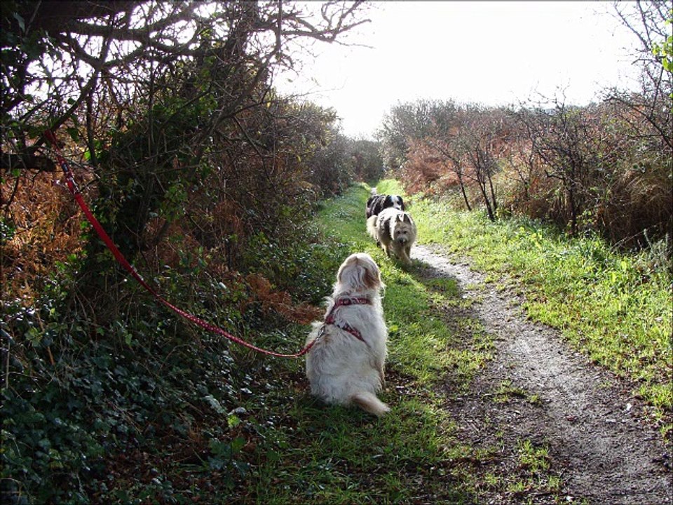 La Récré@chien : sortie éducation canine 22 novembre 2015