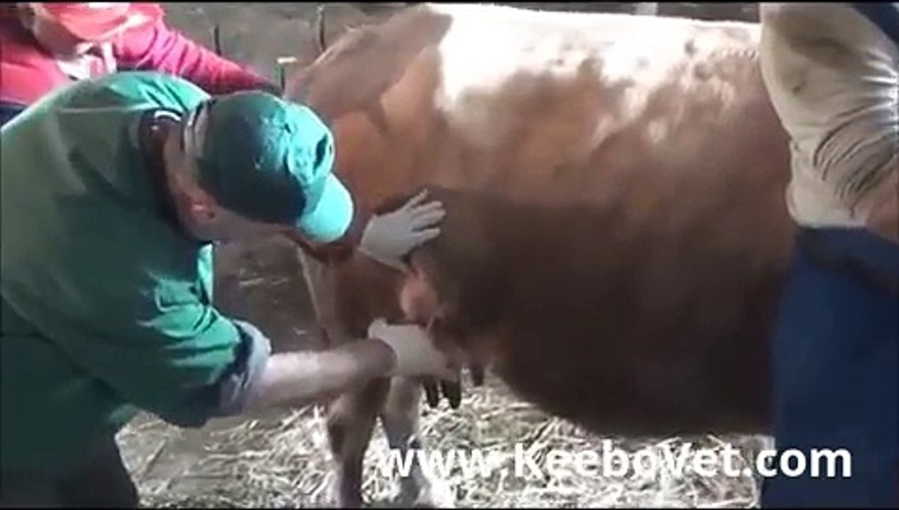 Veterinary Doctor Helps With Abscess In Dairy Cow - Surgery Removal With Intravenous Anest