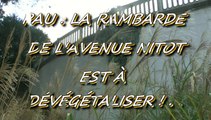 LES W-D.D. MICHOU NEWS - 21 NOVEMBRE 2015 - PAU - LA RAMBARDE DE L'AVENUE NITOT EST À DÉVÉGÉTALISER.