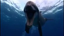 Farting Dolphin Funny Talking Animals Walk On The Wild Side preview BBC One