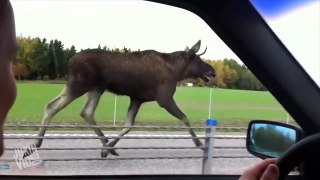 Moose Runs Down Freeway | Moose on the Loose