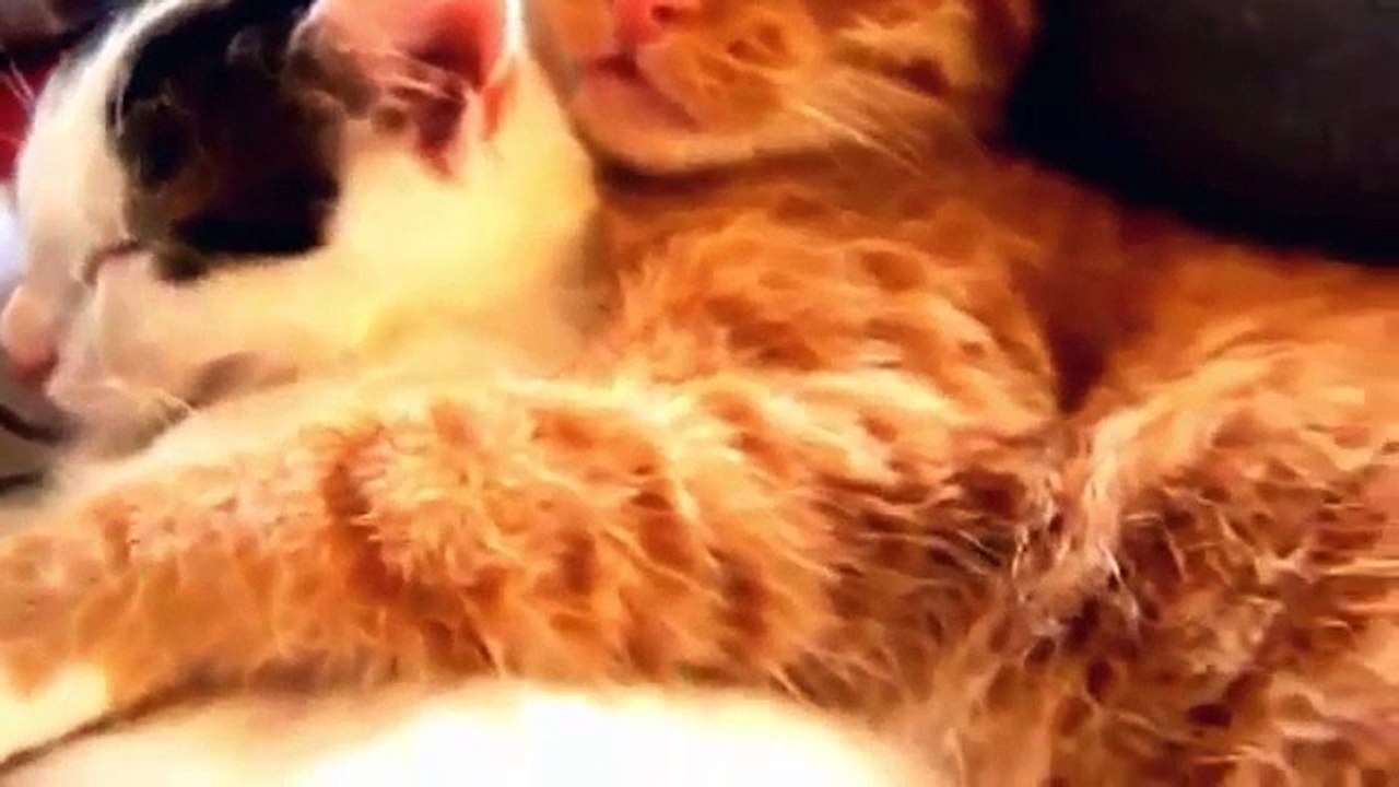 Chú Mèo Con REMIX ♫ Ca nhạc thiếu nhi vui nhộn