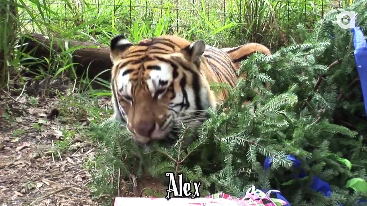 Xmas Morning in Big Cat Sanctuary: Have y`all been good kitties ?