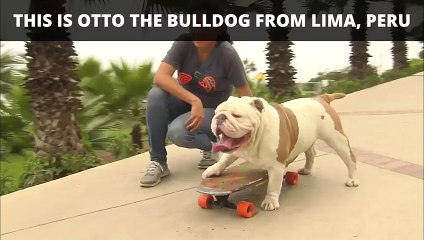 Ce chien a battu un record du monde insolite, lequel ?