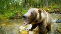 Wolves vs Grizzly Bears - Extreme Fighting | Nat Geo WILD 2015