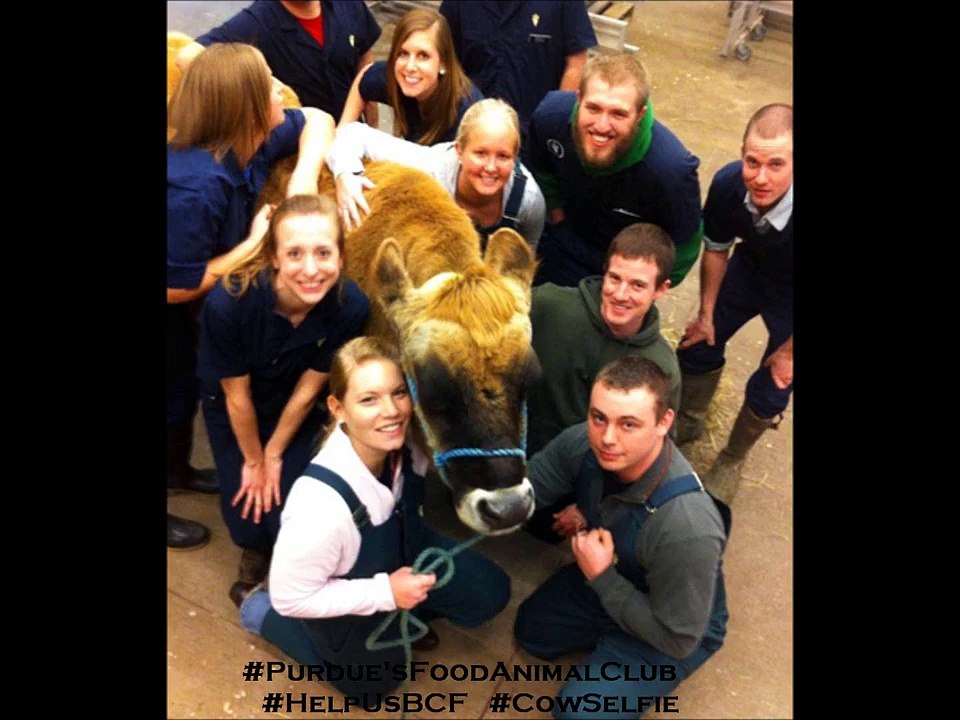 Cornell veterinary students need Easi-Scan for early and accurate pregnancy diagnostics
