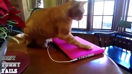 Funny videos compilation june 2015. Morsomme videoer. Roliga filmer. Hauskoja videoita