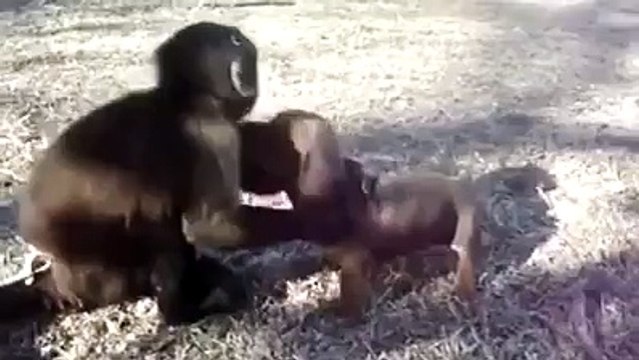 Uma grande amizade entre um macaco e um cão