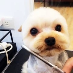 Funny Dog - Dating Tonight