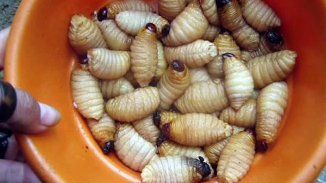 Brutal FIFA: EATING WORMS + RAW EGGS (With Shells)