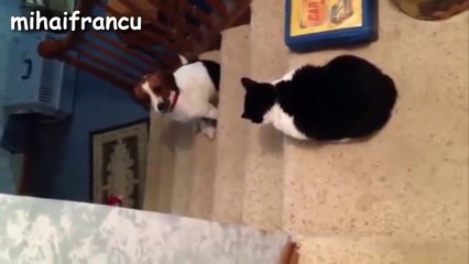 Funny Dogs Scared Of Walking Past Cats Compilation [NEW HD]