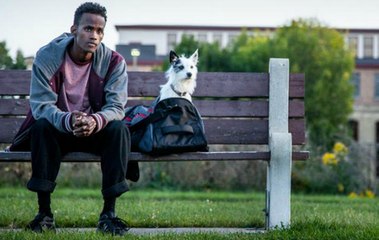 Watch A Stray (2016) Online , Watch A Stray in HD 1200p**