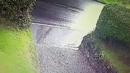 Une femme promène trois chiens (Fail)