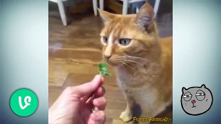 Funny and Cute Cat Vines Funny Cats Videos 2015