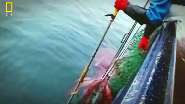 National Geographic Documentary 2015 Fish Warrior Amazon Giant