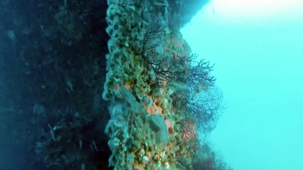 Epave Le Grec - Nov 2015  - Cyana Plongée Hyeres