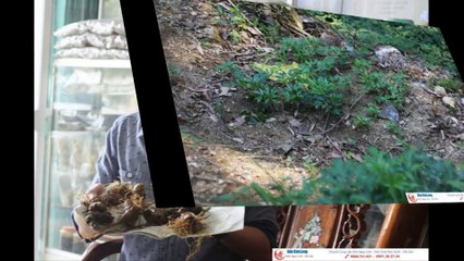 Sâm Ngọc Linh, Hạt Giống Sâm Ngọc Linh [ Congtysamngoclinh.Com ]